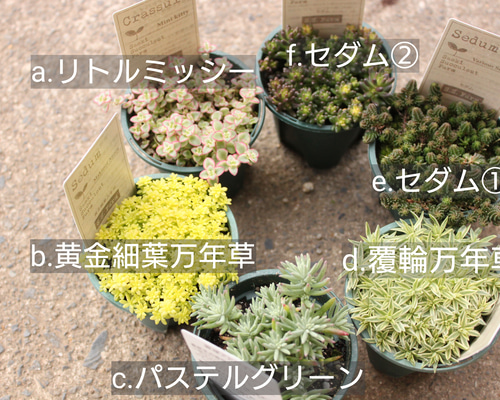 1ポット985円 セダム てまり花 6cmポット 予約商品：1/18発送