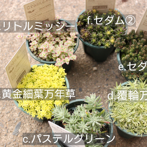 くまこさま ローズセダム 4 多肉植物の魅力とケアガイド