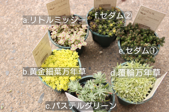 SALE！6ポットセット）セダム♪2.5号♪丈夫でかわいい♪増えます