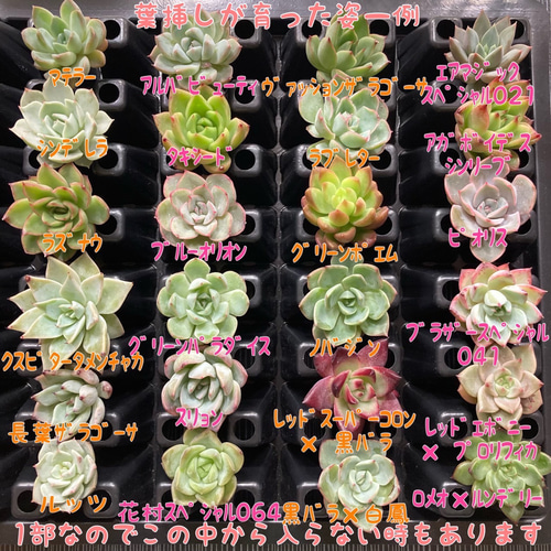 ５０品種１枚ずつ☆多肉植物の葉挿しセット☆韓国苗交配苗等！ 多肉 ...