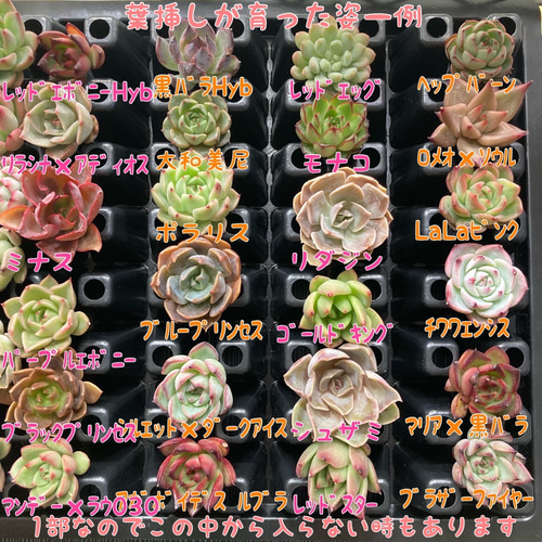 ５０品種１枚ずつ☆多肉植物の葉挿しセット☆韓国苗交配苗等！ 多肉 ...