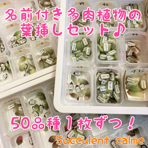 ５０品種１枚ずつ☆多肉植物の葉挿しセット☆韓国苗交配苗等！ 多肉