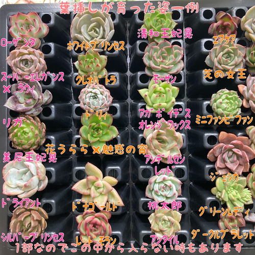 ５０品種１枚ずつ☆多肉植物の葉挿しセット☆韓国苗交配苗等！ 多肉