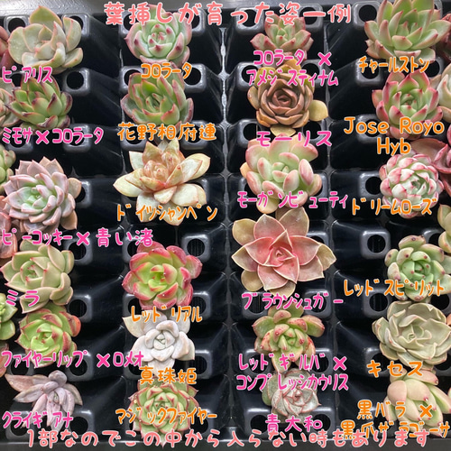 ５０品種１枚ずつ☆多肉植物の葉挿しセット☆韓国苗交配苗等！ 多肉
