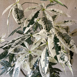 光触媒　人工観葉植物　ウォールグリーン　フェイク　フラワー　斑入りパキラミルキーウェイ 5枚目の画像