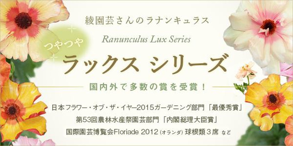 開花中♥ラナンキュラス・ラックス★ベスタリスB（一点もの）★６号ロングスリット鉢植え★大鉢 9枚目の画像