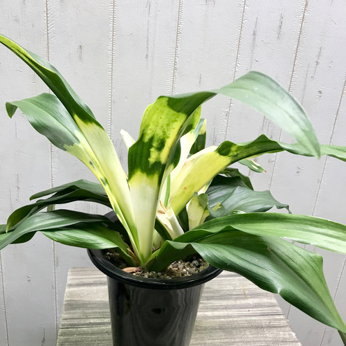 完売　　縁起植物＊希少苗＊大株【斑入りオモト＊万年青】つぼみあり＊新芽どっさり オモト 万年青 5号 斑入り 現品4 観葉植物 室内用 引っ越し