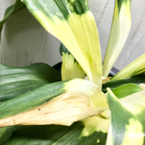 極斑入り♡ 株立ち！万年青 オモト 長寿おもと 訳あり その他