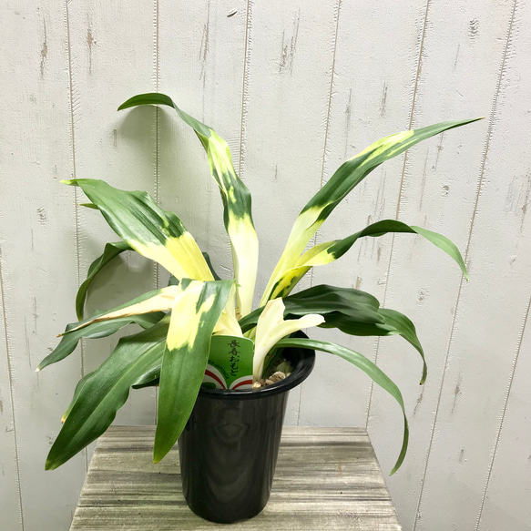 万年青　オモト　斑入り　3点セット❗ Amazon｜（観葉植物）ムラサキオモト 3．5号（1ポット