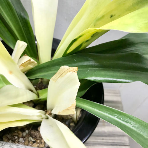 万年青　オモト　斑入り　3点セット❗ hanahirobaonline_kusabana-omoto