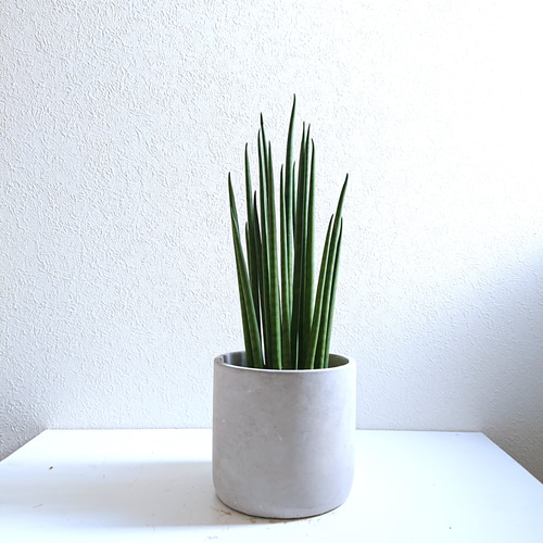 ○空気浄化植物○新作○ 希少 大きめ ”バキュラリス ミカド（ロング38