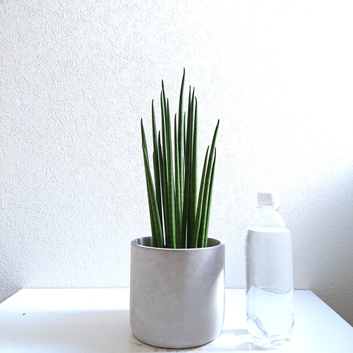 ○空気浄化植物○新作○ 希少 大きめ ”バキュラリス ミカド（ロング38
