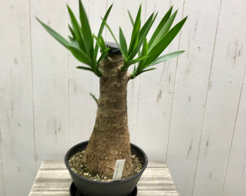 青年の木 ユッカ・エレファンティペス ”マヤツリー” 受皿付