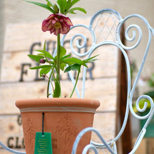 特別な一鉢 クリスマスローズ アプリコットダブル ウィッチフォード