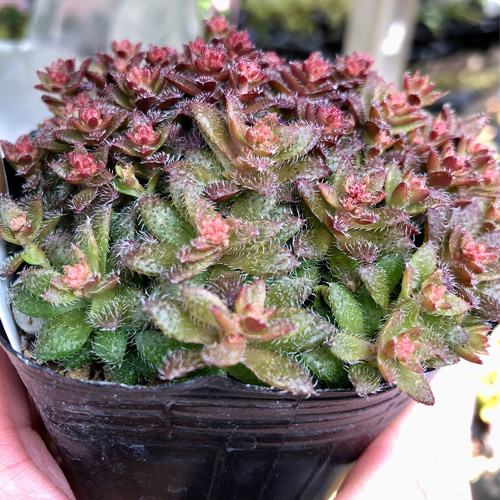 多肉植物 クラッスラ トランスバール 多肉植物 plant life 通販