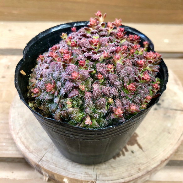 多肉植物 クラッスラ トランスバール 多肉植物 plant life 通販