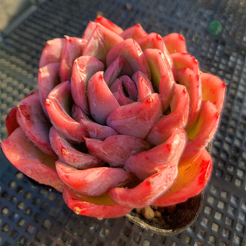 上品 522.多肉植物 寄せ植え エケベリア属 落桜（単） アートフラワー エケベリア・セダム