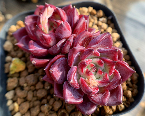525.多肉植物 寄せ植え エケベリア属 レインナイトエルフ（2頭