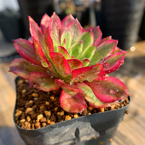 527.多肉植物 寄せ植え アエオニウム属 ヴィーナス 錦（単） 抜き苗