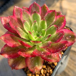 527.多肉植物 寄せ植え アエオニウム属 ヴィーナス 錦（単） 抜き苗