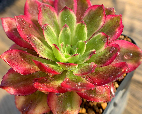 多肉植物❤️ 超大株アンナ ❤️ アエオニウム根付き 多肉植物❤️ 超大株アンナ ❤️ アエオニウム根付き人気 商品 通販