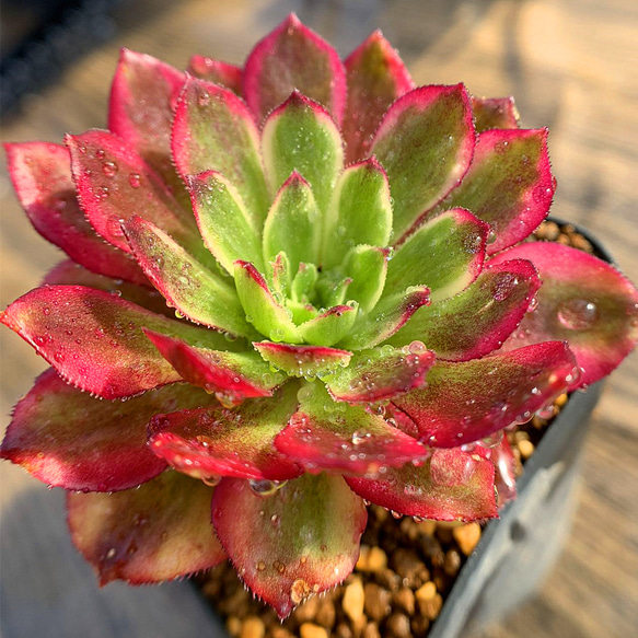 527.多肉植物 寄せ植え アエオニウム属 ヴィーナス 錦（単