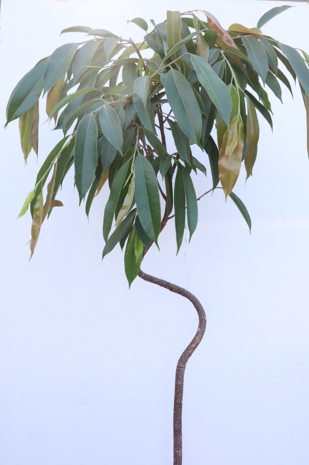 フィカス　アムステルダムキング　 曲がり ゴムの木　観葉植物　シンボルツリー フィカス アムステルダムキング 曲がり ゴムの木 観葉植物