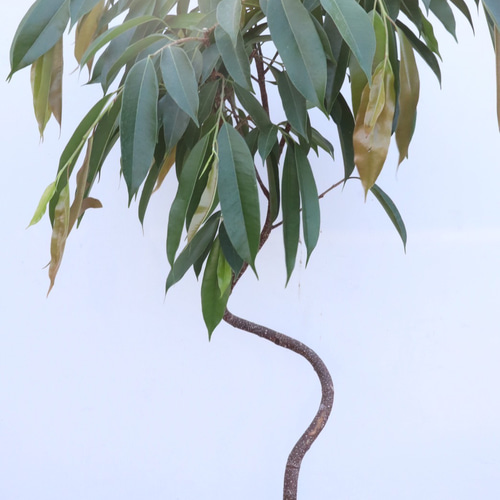 フィカス アムステルダムキング☆曲がり☆観葉植物☆ アート