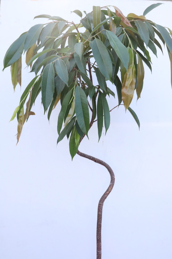 フィカス アムステルダムキング☆曲がり☆観葉植物☆ アート
