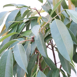 フィカス アムステルダムキング☆曲がり☆観葉植物☆ 3枚目の画像