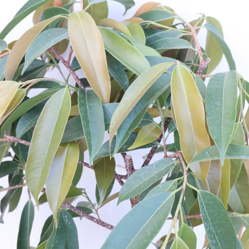 フィカス　アムステルダムキング⭐️曲がり ゴムの木　観葉植物 Amazon｜観葉植物 フィカス アムステルダムキング 8号 曲がり