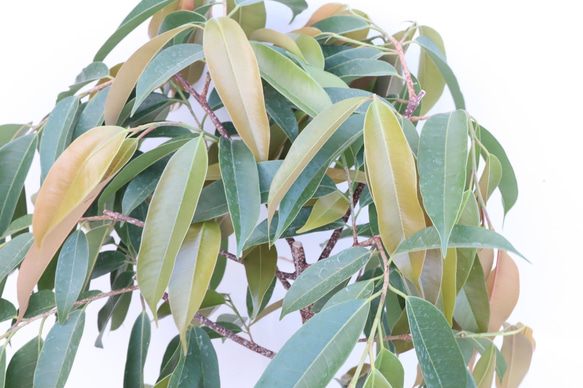 フィカス アムステルダムキング☆曲がり☆観葉植物☆ 7枚目の画像