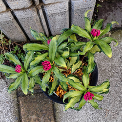 db36161349045c419192088f73713d