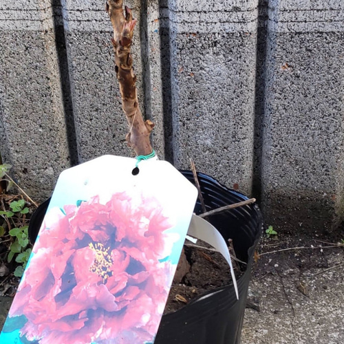 百花の王 牡丹【浪花錦】地堀3年苗 紅に白筋が入る豪華な牡丹
