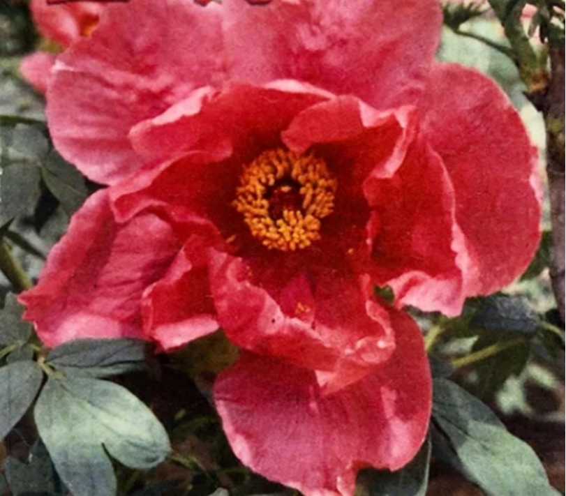 百花の王 牡丹【浪花錦】地堀3年苗 紅に白筋が入る豪華な牡丹