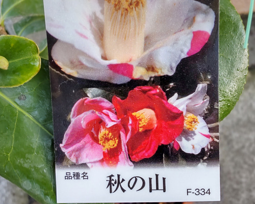 皐月盆栽　古花　赤白の咲き分け　秋田錦 皐月盆栽 古花 赤白の咲き分け 秋田錦 皐月盆栽 古花 赤白の咲き分け