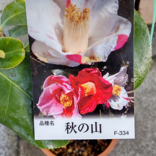 赤い椿白い椿と落ちに・・ 咲き分けの美しさ【秋の山】大株 鮮やかに枝