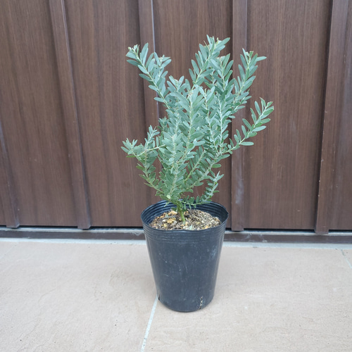 アカシア ブルーブッシュ 鉢植え 苗 ミモザ オージープランツ アカシア