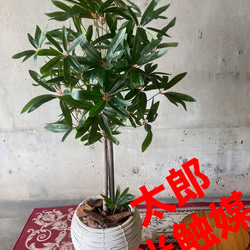 光触媒 人工観葉植物 ウォールグリーン フェイクグリーン ガジュマル