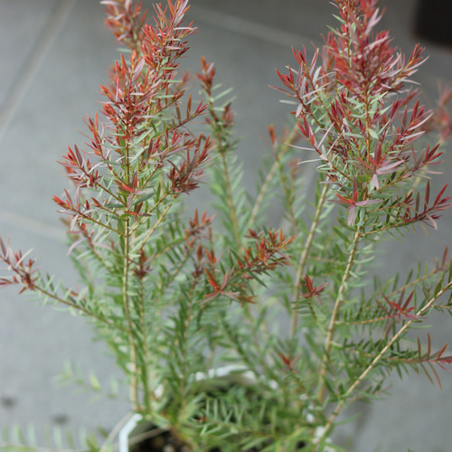 メラレウカ レッドジェム その他インテリア雑貨 トータルプランツ