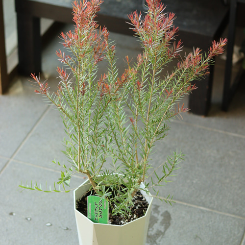 メラレウカ レッドジェム その他インテリア雑貨 トータルプランツ