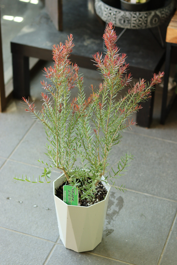 オージープランツ　メラルウカ　レッドジェム　130cm② オージープランツ メラルウカ レッドジェム 130cm② メラレウカ
