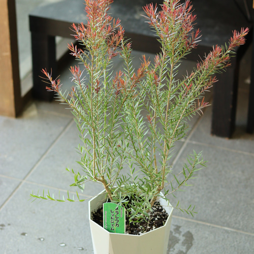 メラレウカ レッドジェム その他インテリア雑貨 トータルプランツ