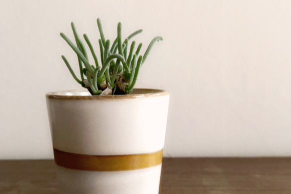 うさ耳のスタイルがなんともカワイイ「モニラリア モニリフォルミス