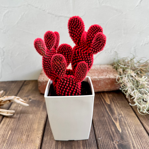 赤のバニーカクタス』かわいい☆サボテン☆プレゼント☆誕生日
