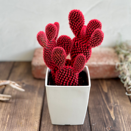 ⭐︎Diamond★　おまとめ　カクタスパーチ　３本 赤のバニーカクタス』かわいい☆サボテン☆プレゼント☆誕生日