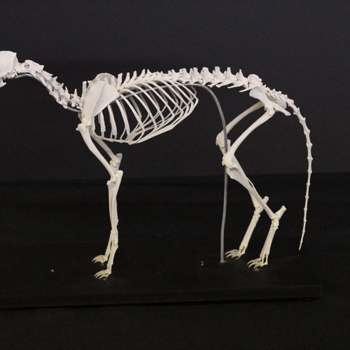 受注生産】キタキツネ全身骨格レプリカ 1/2スケール その他置物 受注生産】キタキツネ全身骨格レプリカ 1/2スケール その他置物