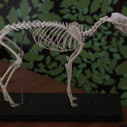 受注生産】キタキツネ全身骨格レプリカ 1/2スケール その他置物