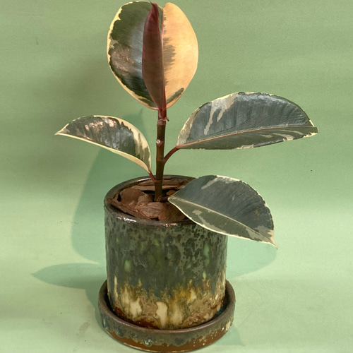 希少 観葉植物 良質 フィカス ティネケ ❷株 斑入り葉 白 陶器鉢 金運アップ フィカス・ティネケ S | 観葉植物の通販 AND PLANTS (アンドプランツ)