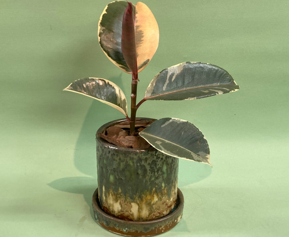 フィカス ティネケ ゴムの木 ケミカル鉢 インテリアグリーン 観葉植物